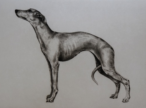 Whippet
Photopolymer Print with Chine Collé, 29.5 x 42 cm
£195